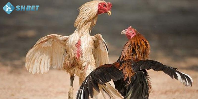 Các điểm nổi bật của đá gà cựa dao trực tuyến