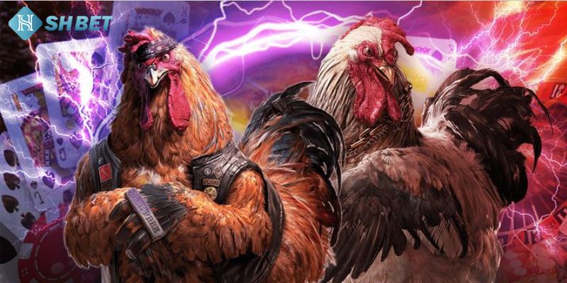 Quan sát thể lục của đá gà thomo chuẩn xác