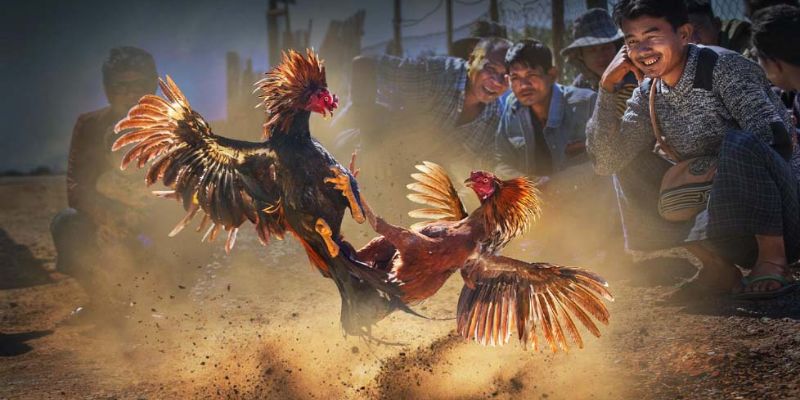 Tìm hiểu về khái niệm đá gà thomo