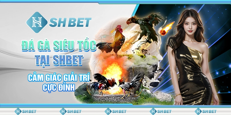 Đá Gà Siêu Tốc Tại SHBET - Cảm Giác Giải Trí Cực Đỉnh