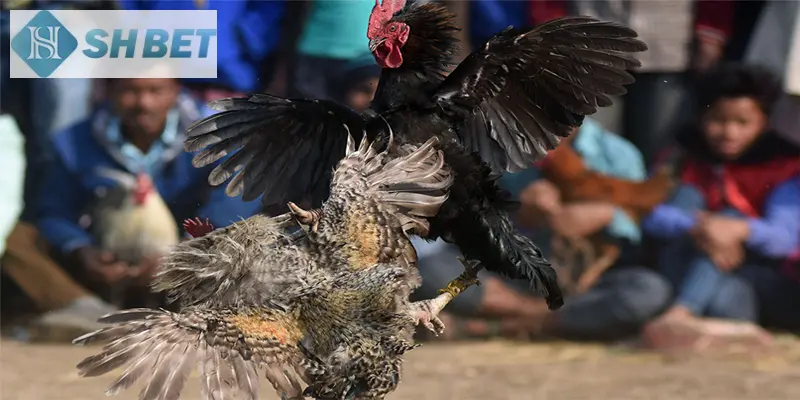 Các lý do khiến anh em nên chơi đá gà chuẩn