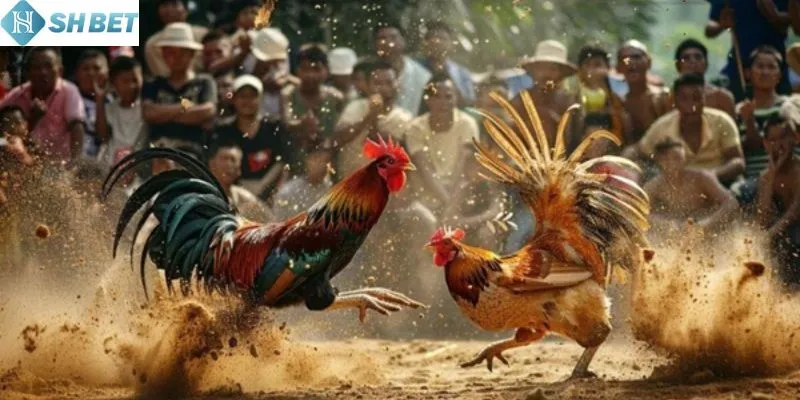 Tìm hiểu về đá gà tre hay