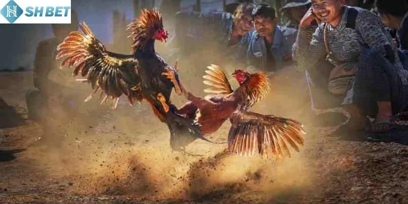 Cách chơi đá gà chuyên nghiệp nhất