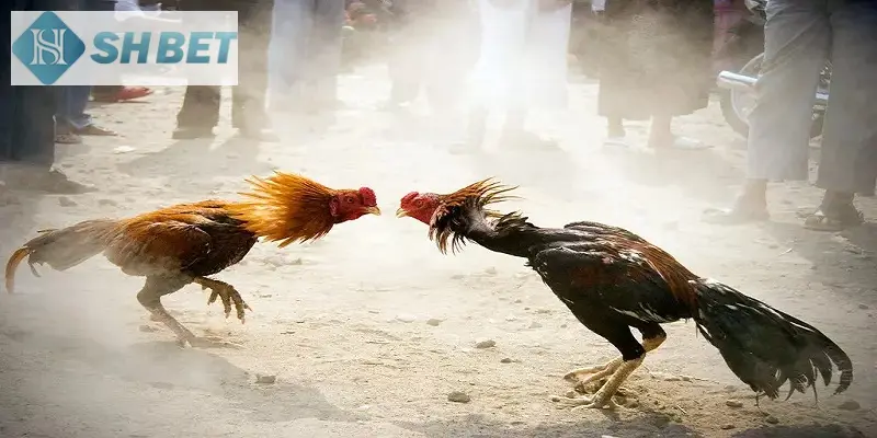 Nhà cái SHBET hân hạnh được mang đến những tựa game về đá gà uy tín cho người chơi!