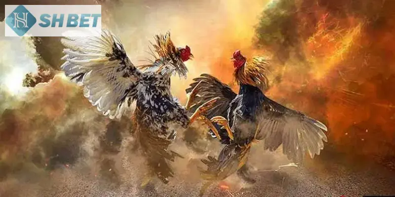 Game đá gà sinh tử một tựa game được đông đảo anh em yêu thích!