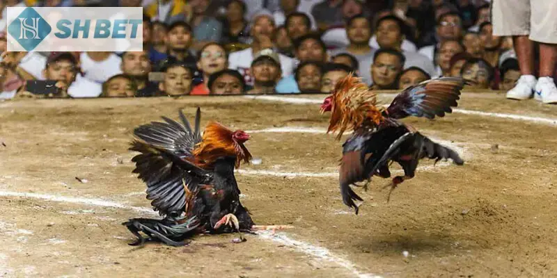 Những kèo chơi đa dạng, tạo nên một sân chơi cực hay và hấp dẫn!