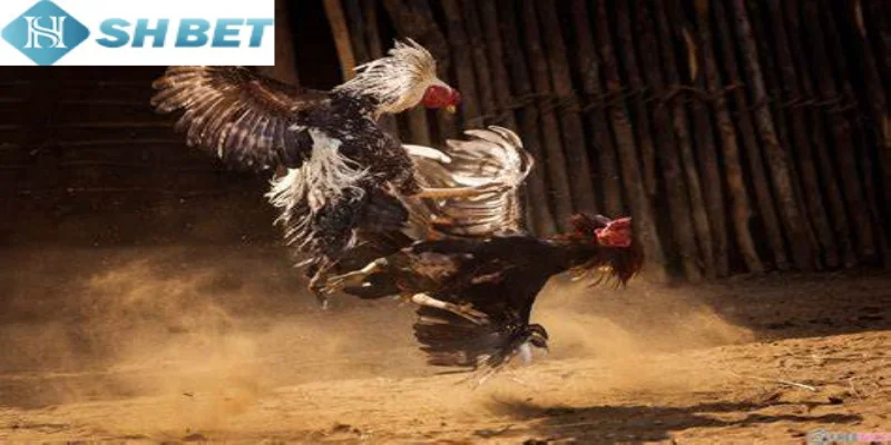 Đấu Gà Tỷ Phú chính là sự đa dạng trong các hình thức đặt cược online