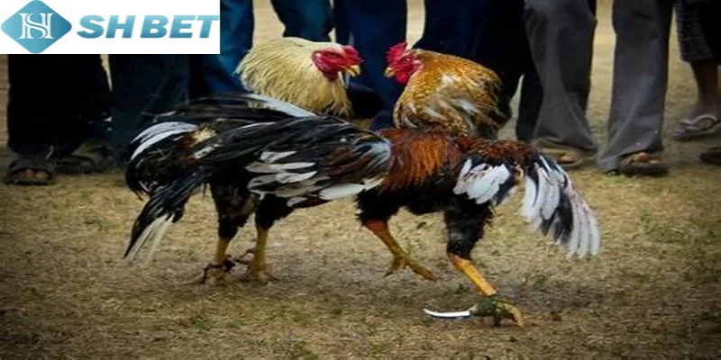 Quản lý vốn chơi chọi gà tỷ phú một cách cẩn thận nhất